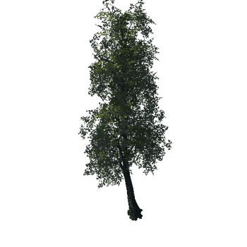 Tree11