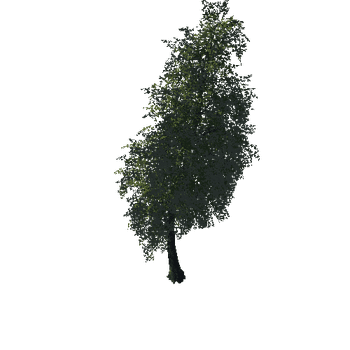 Tree12