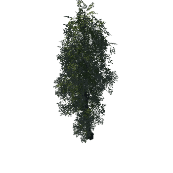 Tree14