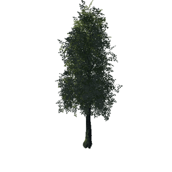 Tree15