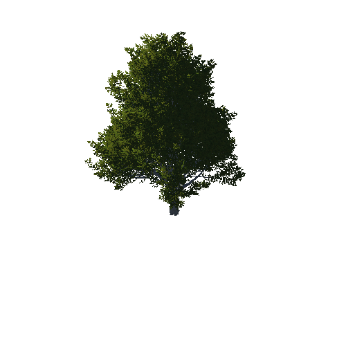 TreeGen04-OakTrees02-00081-101