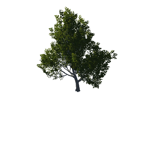 TreeGen04-OakTrees02-00081-82