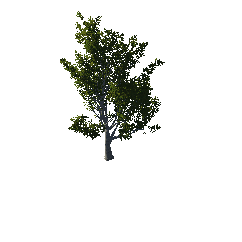 TreeGen04-OakTrees02-00081-86