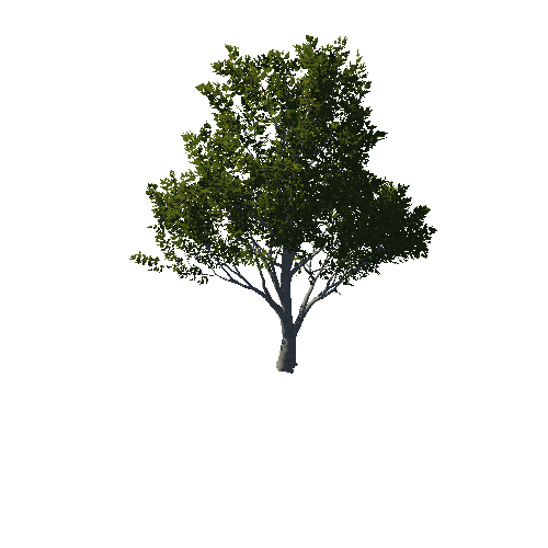 TreeGen04-OakTrees02-00081-87
