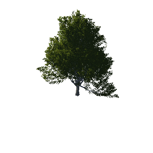 TreeGen04-OakTrees02-00081-90