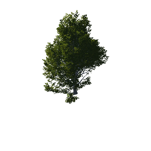 TreeGen04-OakTrees02-00081-95