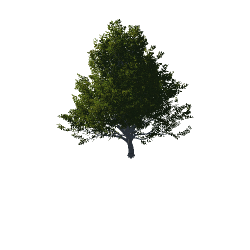 TreeGen04-OakTrees02-00081-98