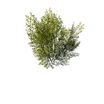 BushGen04-Bushes05-1020