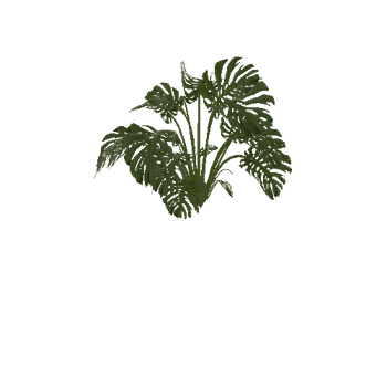 monstera_a Jungle palms forest biome