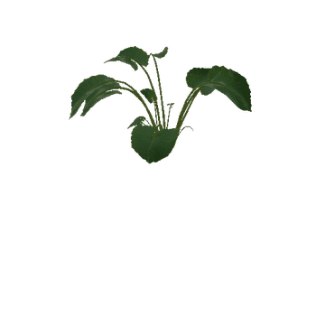 monstera_b