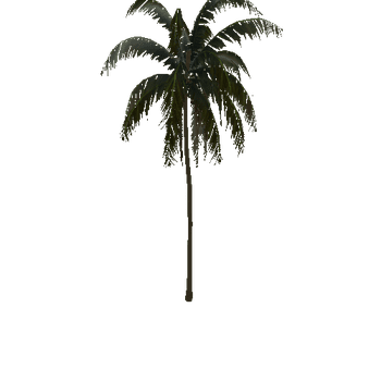 palm_b