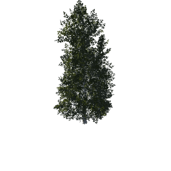 Birch01-00768