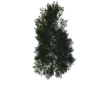 Birch01-00773