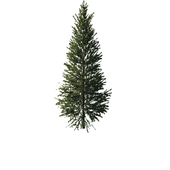 TreeGen04-FirTree0033-33