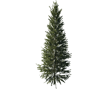 TreeGen04-FirTree0033-34