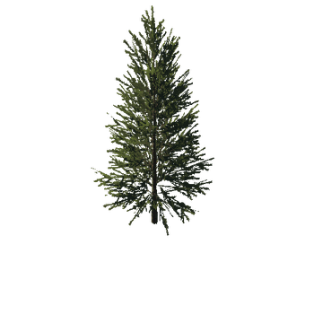 TreeGen04-FirTree0033-35