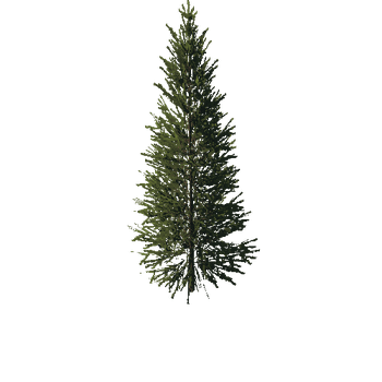 TreeGen04-FirTree0033-36