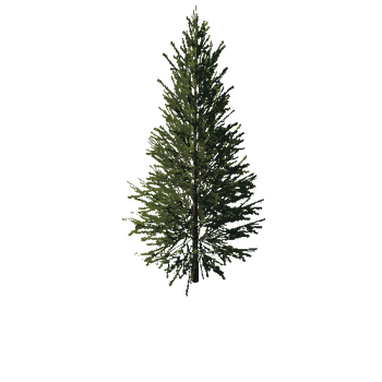 TreeGen04-FirTree0033-37