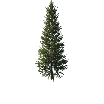 TreeGen04-FirTree0033-38