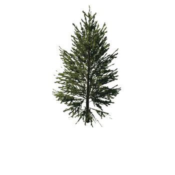 TreeGen04-FirTree0033-39