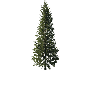 TreeGen04-FirTree0033-40