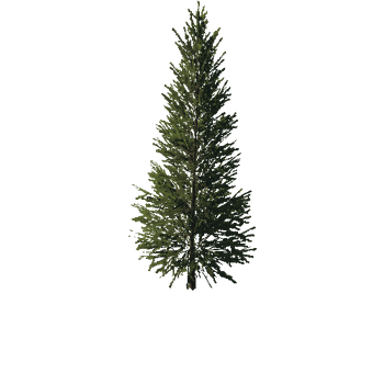 TreeGen04-FirTree0033-41