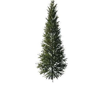 TreeGen04-FirTree0033-42