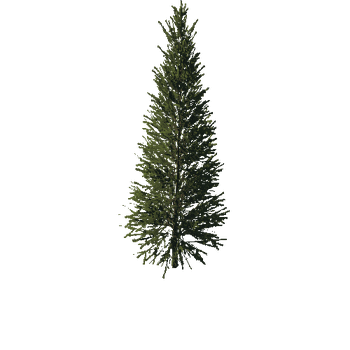 TreeGen04-FirTree0033-43