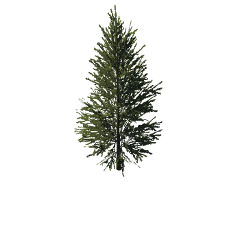 TreeGen04-FirTree0033-44