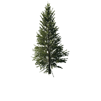 TreeGen04-FirTree0033-45