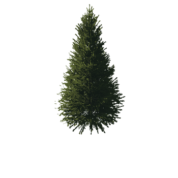 TreeGen04-FirTree01-517