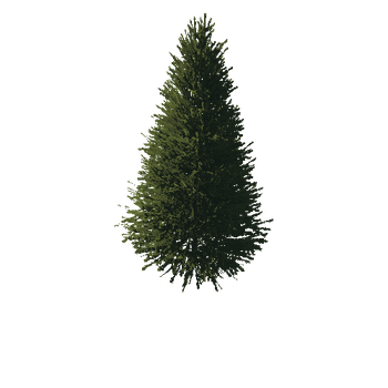 TreeGen04-FirTree01-518