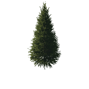 TreeGen04-FirTree01-519