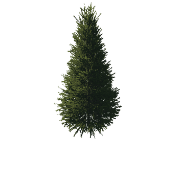 TreeGen04-FirTree01-520