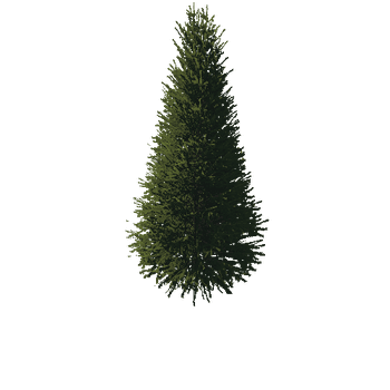 TreeGen04-FirTree01-522