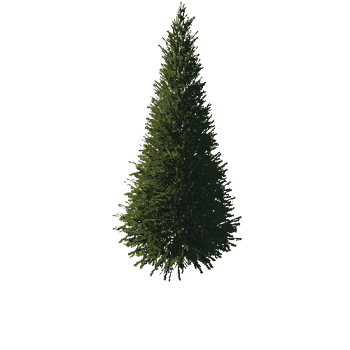 TreeGen04-FirTree01-525