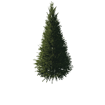 TreeGen04-FirTree01-526