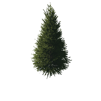 TreeGen04-FirTree01-527