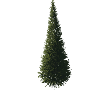 TreeGen04-FirTree01-528