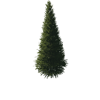 TreeGen04-FirTree01-529