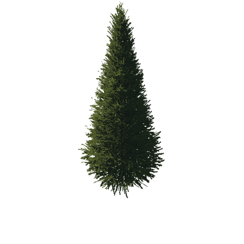 TreeGen04-FirTree01-531