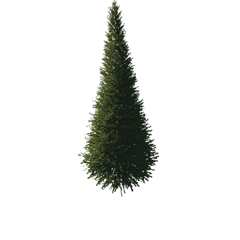 TreeGen04-FirTree01-532