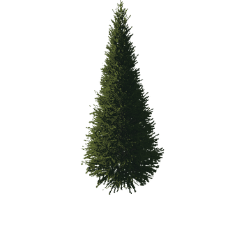 TreeGen04-FirTree01-538