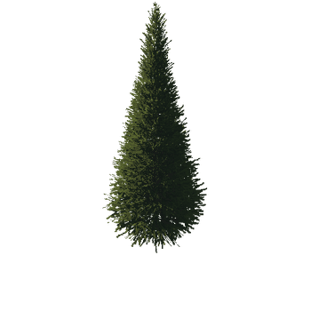 TreeGen04-FirTree01-543
