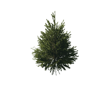 TreeGen04-FirTree01-550