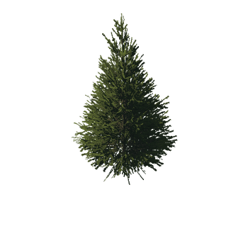 TreeGen04-FirTree01-554