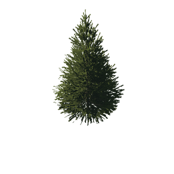 TreeGen04-FirTree01-555