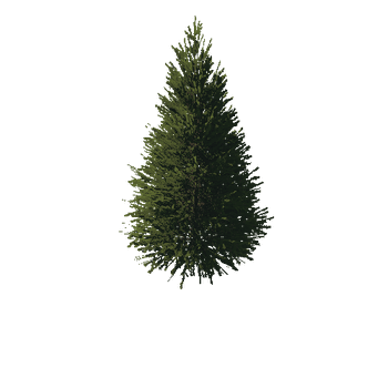 TreeGen04-FirTree01-556