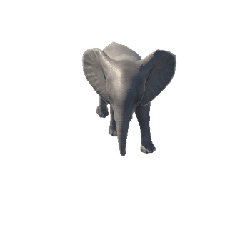 elephantcalf@runright African Elephant Calf