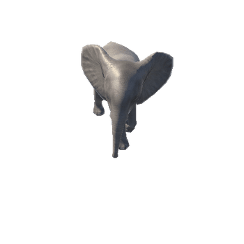 elephantcalf@walkright African Elephant Calf